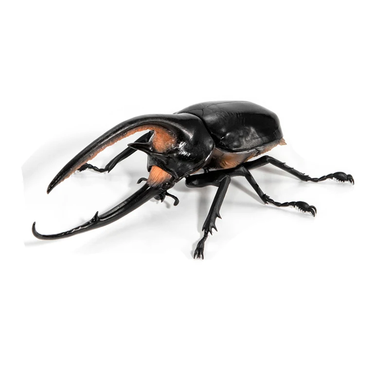 BANDAI Original Toys Ikemono Taisyou ADVANCE Dynastes Neptunus Gacha Lucky Draw Movable Anime Action Model Figures Collection