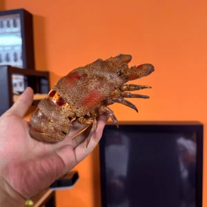 Macrobrachium Hendersoni Real Crab Specimen Special Handicrafts Desk Decoration Customized